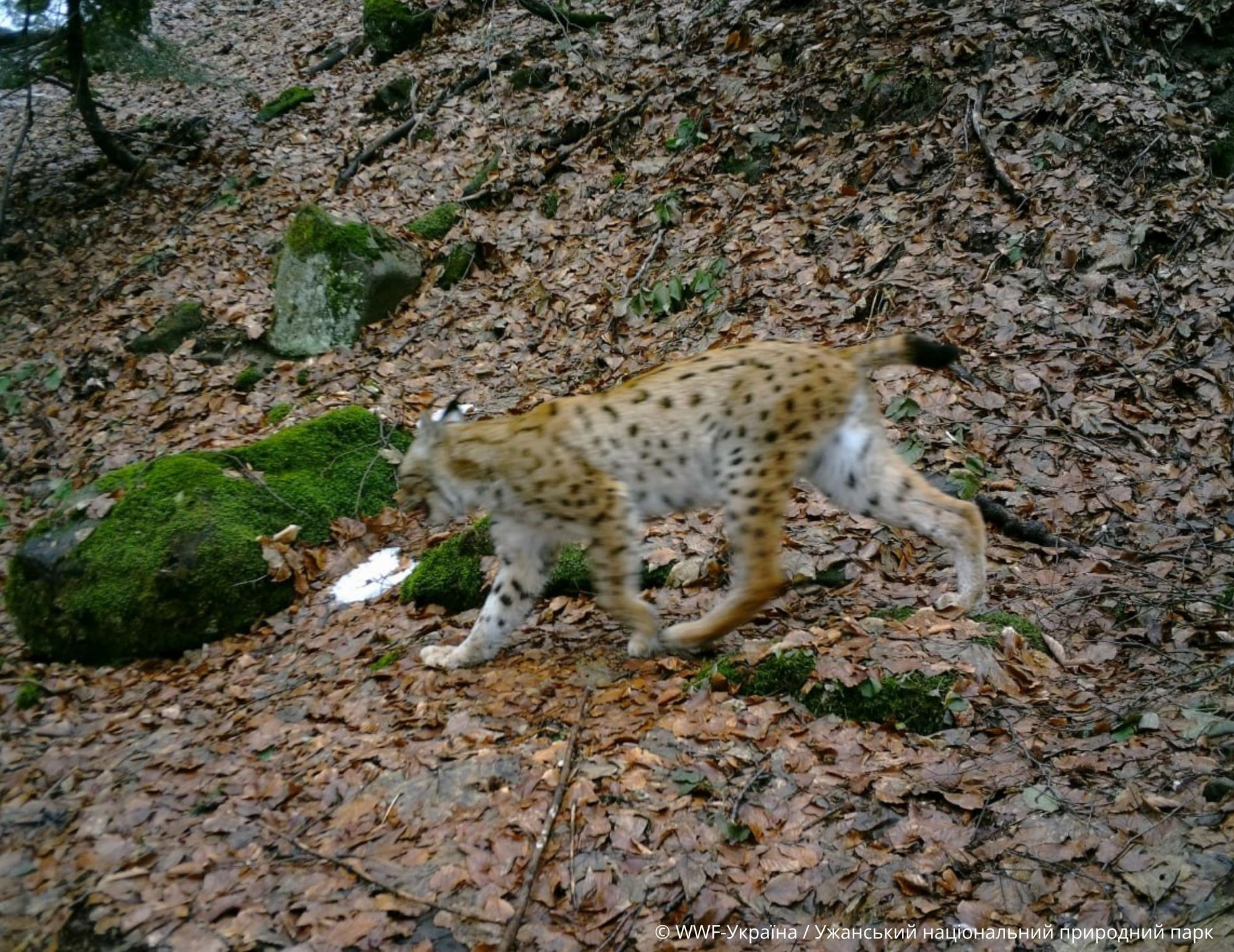 Майже неможливо побачити: як діяти, якщо зустріли рись в Карпатах